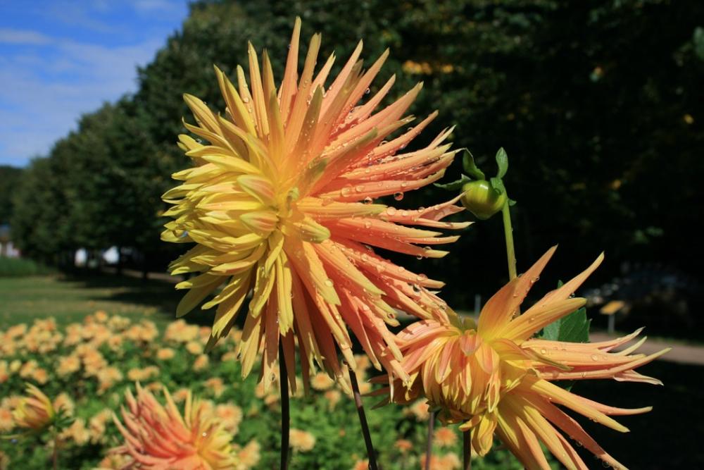 Dahlia Autumn September Blossom Bloom Plant Dahlia Autumn September Blossom Bloom Plant