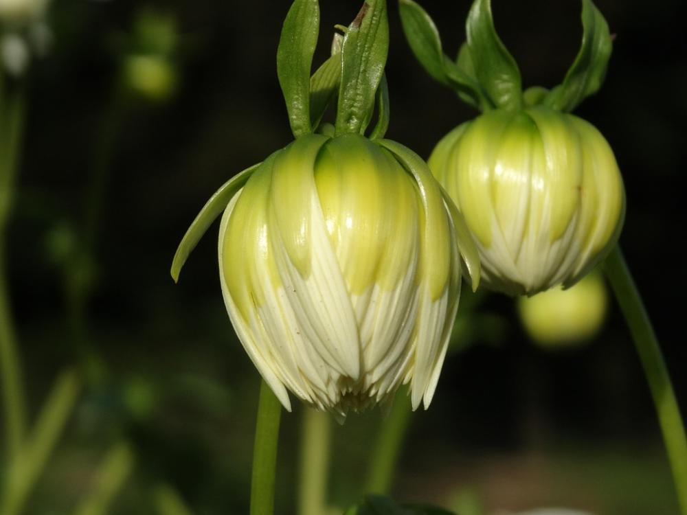Dahlia Flower Bud Flower Blossom White Flower Bud Dahlia Flower Bud Flower Blossom White Flower Bud