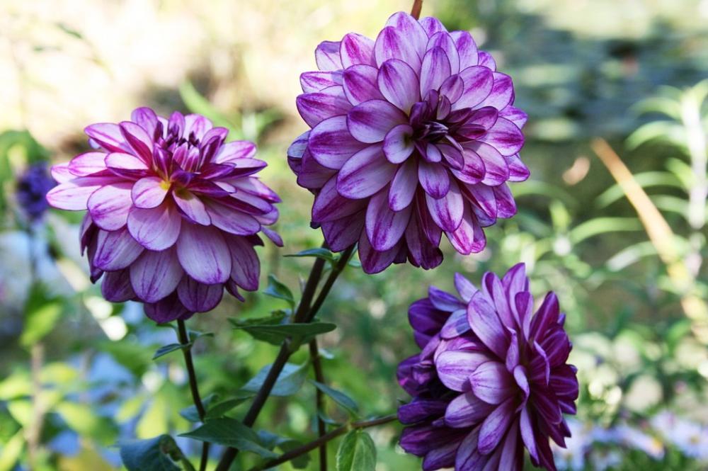 Dahlia Purple Dahlia Lilac Flower Purple Flower Dahlia Purple Dahlia Lilac Flower Purple Flower