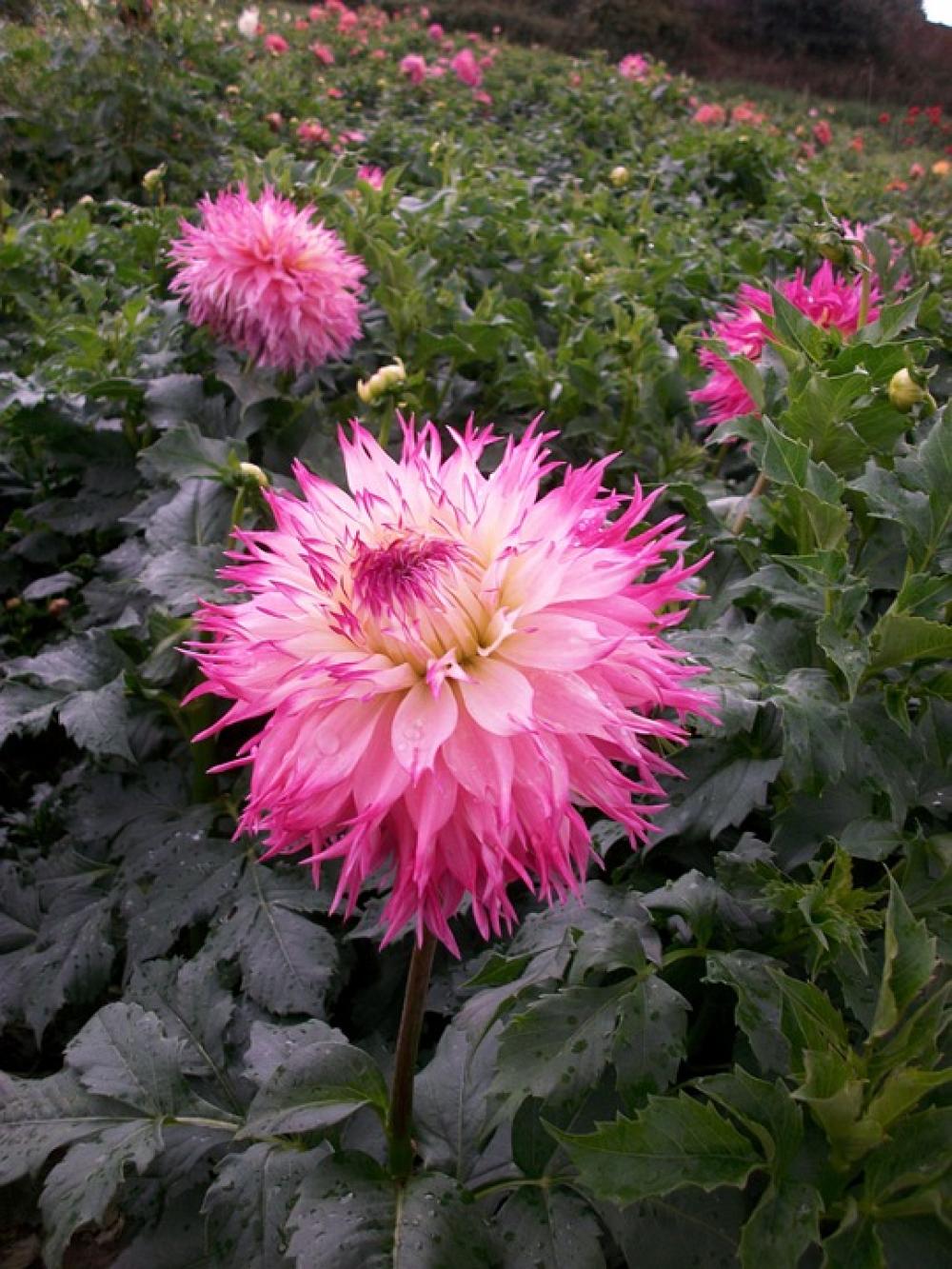 Dahlias Blossom Bloom Flowers Color Flower Dahlias Blossom Bloom Flowers Color Flower