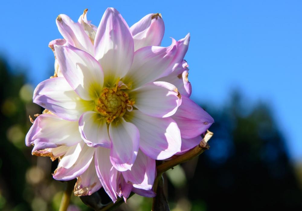 Dahlias Dahlia Geothermal Plant Composites Dahlias Dahlia Geothermal Plant Composites