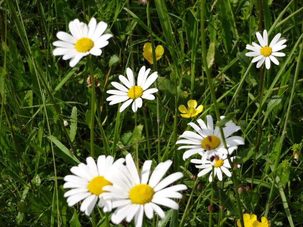 Daisies Flower Meadow Spring Daisies Flower Meadow Spring