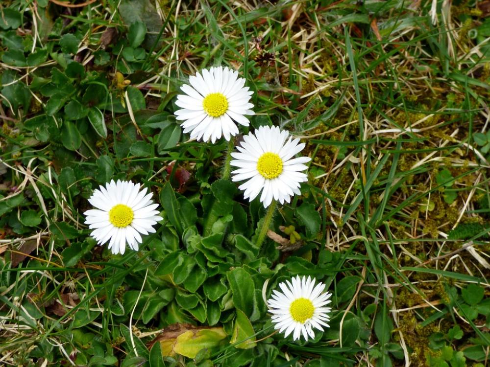 Daisies Flowers White Yellow Garden Nature Daisies Flowers White Yellow Garden Nature