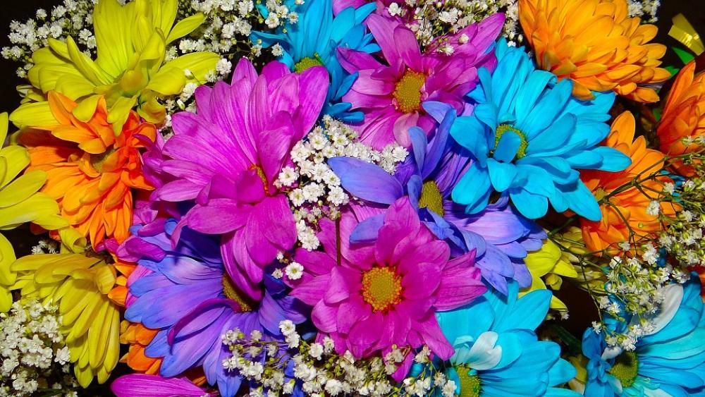 Daisy Beauty Color Bright Turquoise Pink Yellow Daisy Beauty Color Bright Turquoise Pink Yellow