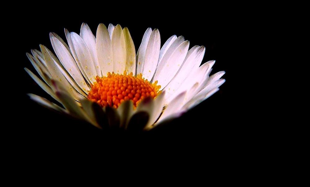 Daisy Flowers Nature Flower Plant Macro Spring Daisy Flowers Nature Flower Plant Macro Spring