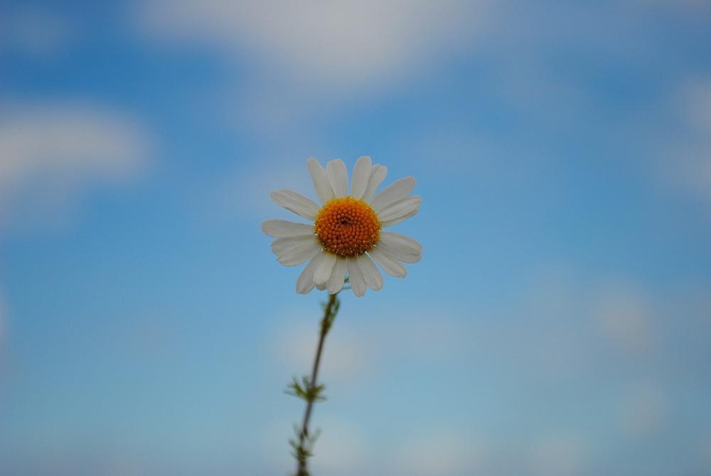 Daisy Sky Blossom Bloom Spring Daisy Sky Blossom Bloom Spring