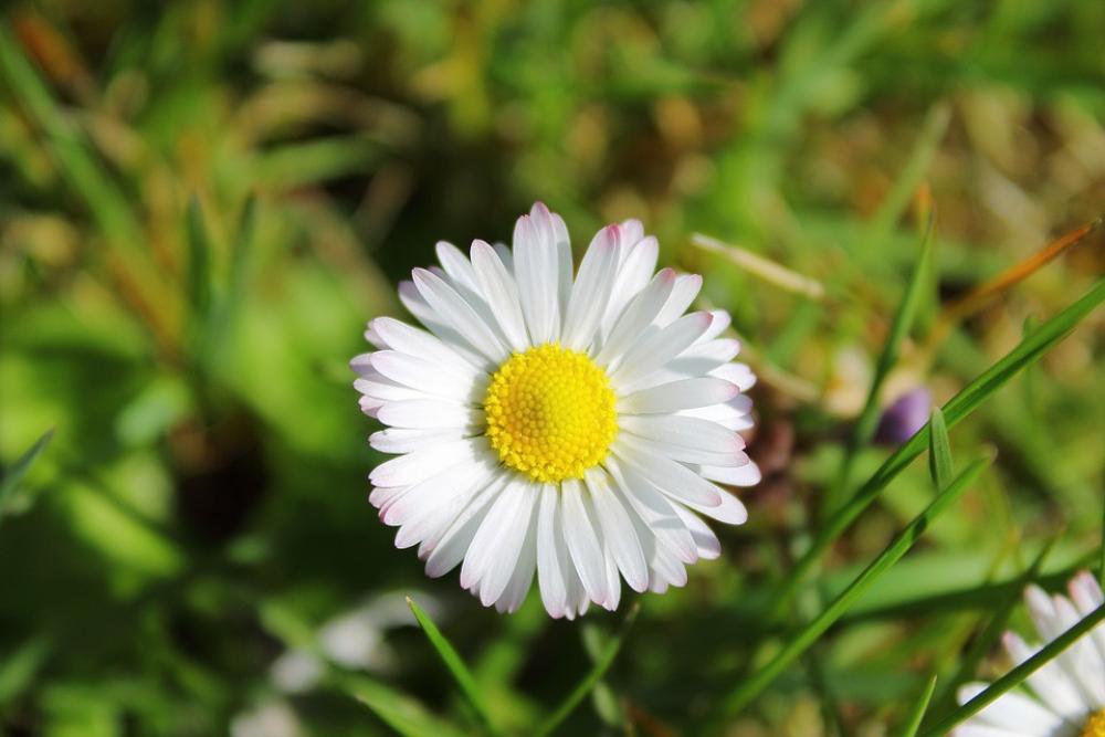 Daisy White Flourishing Flower Flowers Daisies Daisy White Flourishing Flower Flowers Daisies
