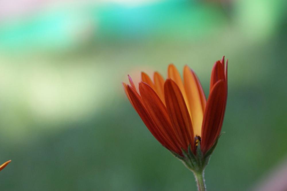 Daisy Orange Colorful Blossom Bloom African Daisy Daisy Orange Colorful Blossom Bloom African Daisy
