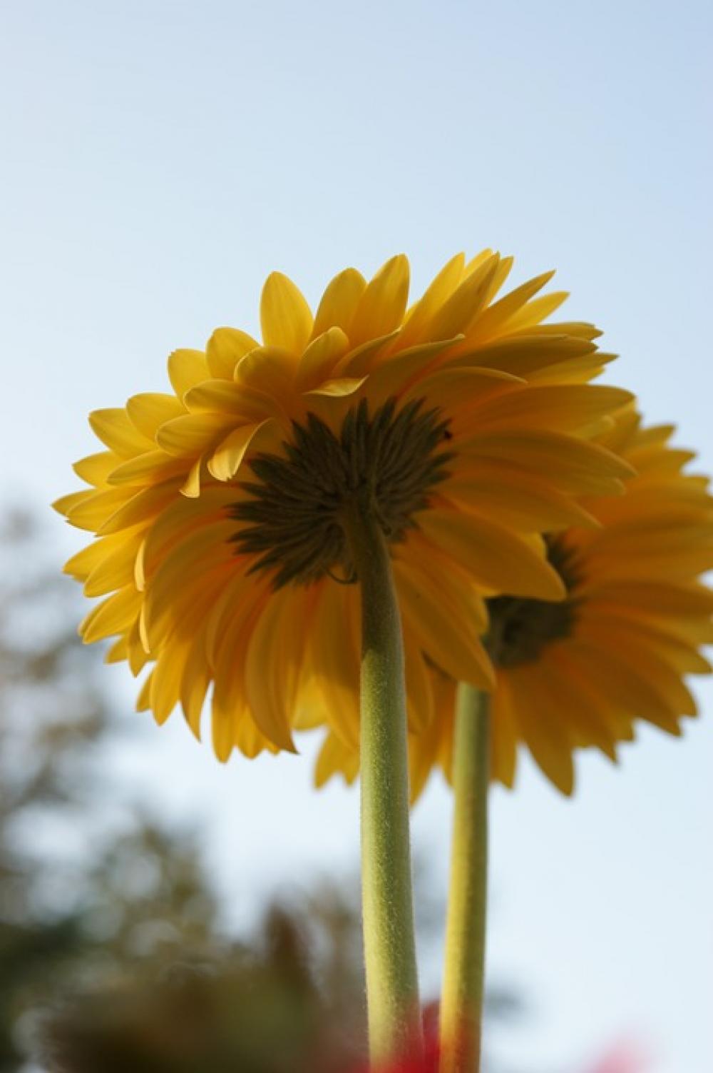 Daisy Gerbera Daisies Flower Spring Plant Bloom Daisy Gerbera Daisies Flower Spring Plant Bloom