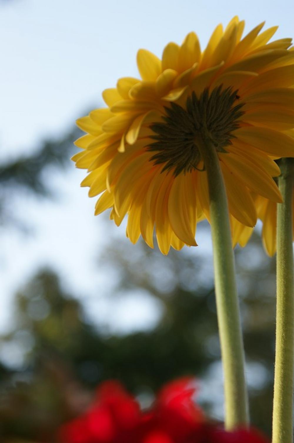 Daisy Gerbera Daisies Flower Spring Plant Bloom Daisy Gerbera Daisies Flower Spring Plant Bloom