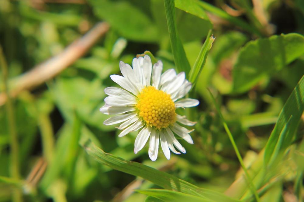 Daisy Meadow Flower Nature Summer Blossom Bloom Daisy Meadow Flower Nature Summer Blossom Bloom