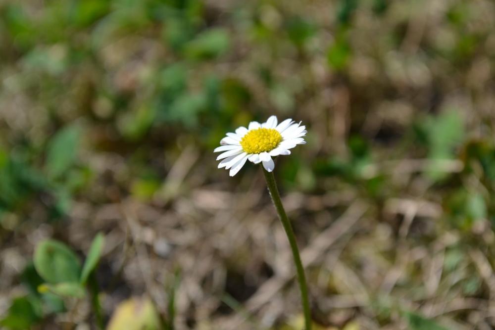 Daisy Flower Grass Green Macro White Lawn Plant Daisy Flower Grass Green Macro White Lawn Plant