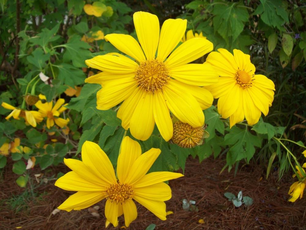 Daisy Flowers Nature Floral Blossom Flora Daisy Flowers Nature Floral Blossom Flora
