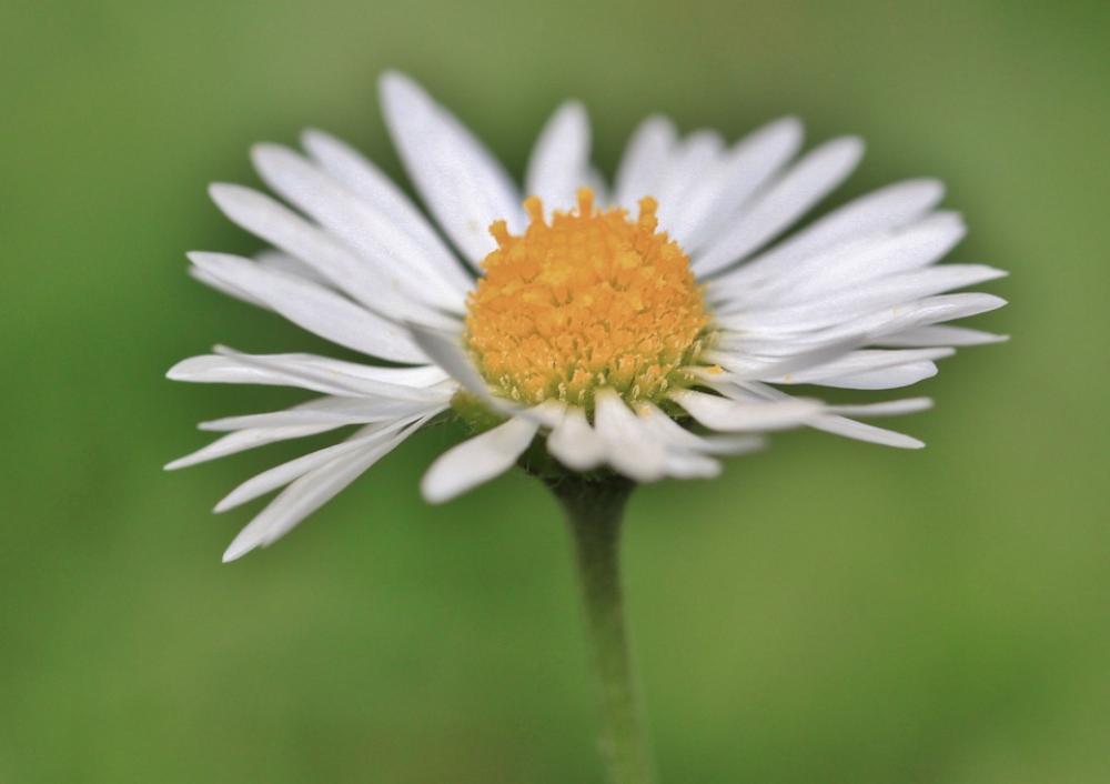 Daisy Flower Blossom Bloom Plant Nature Spring Daisy Flower Blossom Bloom Plant Nature Spring