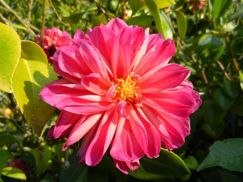 Dalia Flower Garden Dalia Flower Garden