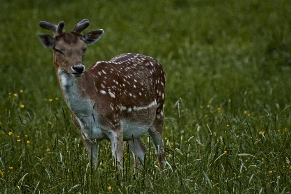 Damm Wild Sweet Antler Wild Roe Deer Hirsch Damm Wild Sweet Antler Wild Roe Deer Hirsch