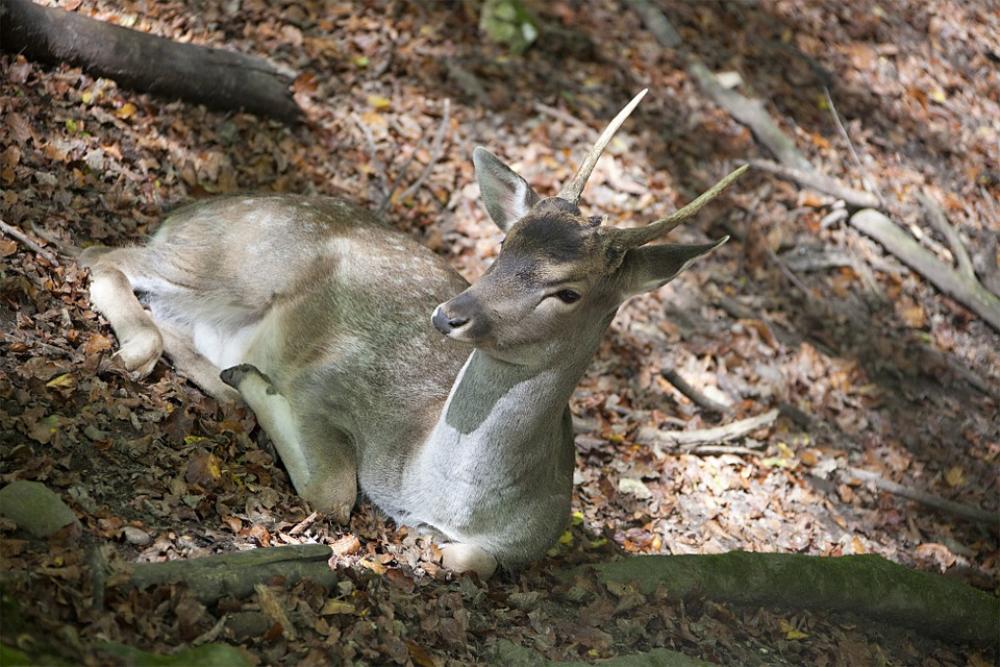 Damm Wild Young Animal Wild Animal Animal World Damm Wild Young Animal Wild Animal Animal World