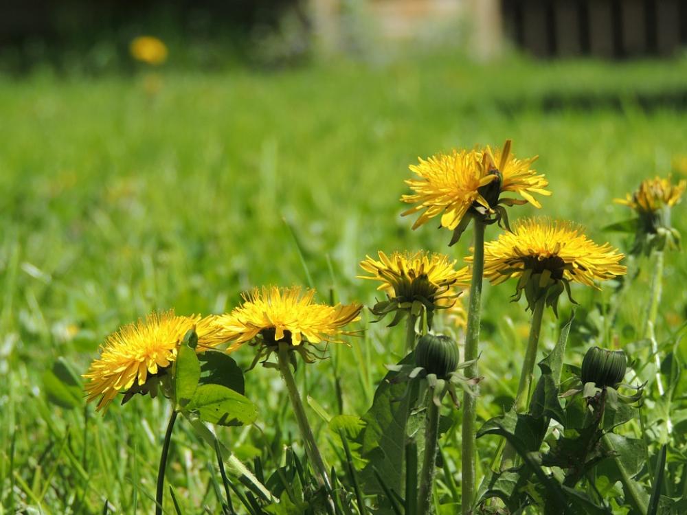 Dandelion Yellow Spring Garden Plant Blossom Dandelion Yellow Spring Garden Plant Blossom