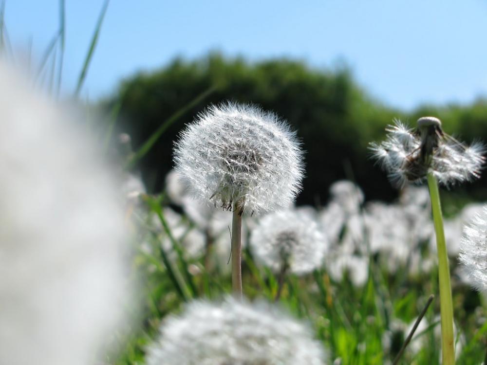 Dandelion Flowers Spring Meadow Colors Flora Dandelion Flowers Spring Meadow Colors Flora