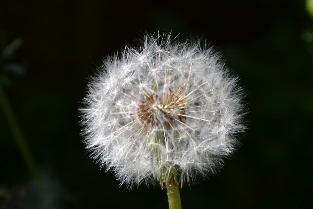 Dandelion Seed Head Green Close-Up Detail Blow Dandelion Seed Head Green Close-Up Detail Blow