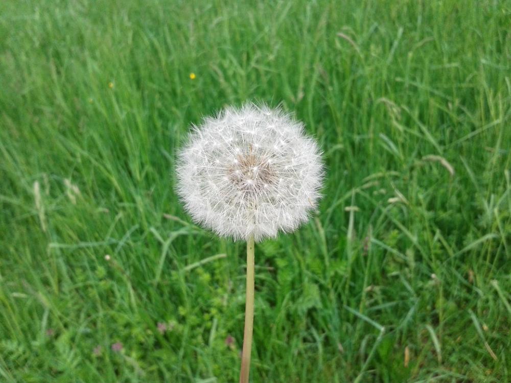 Dandelion Nature Spring Meadow Plant Close Up Dandelion Nature Spring Meadow Plant Close Up