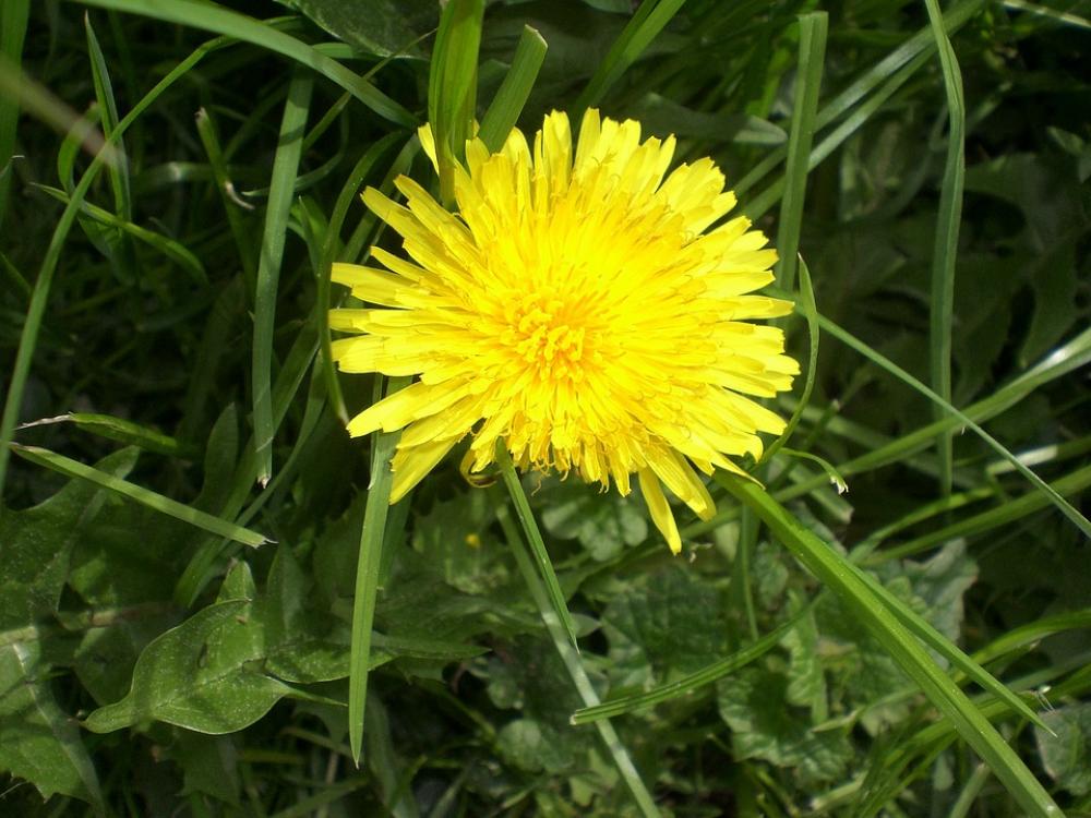 Dandelion Flower Roadside Meadow Yellow Nature Dandelion Flower Roadside Meadow Yellow Nature