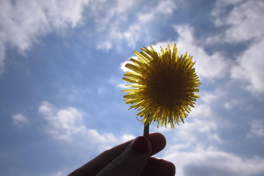 Dandelion Flower Lighting The Sun Dandelion Flower Lighting The Sun
