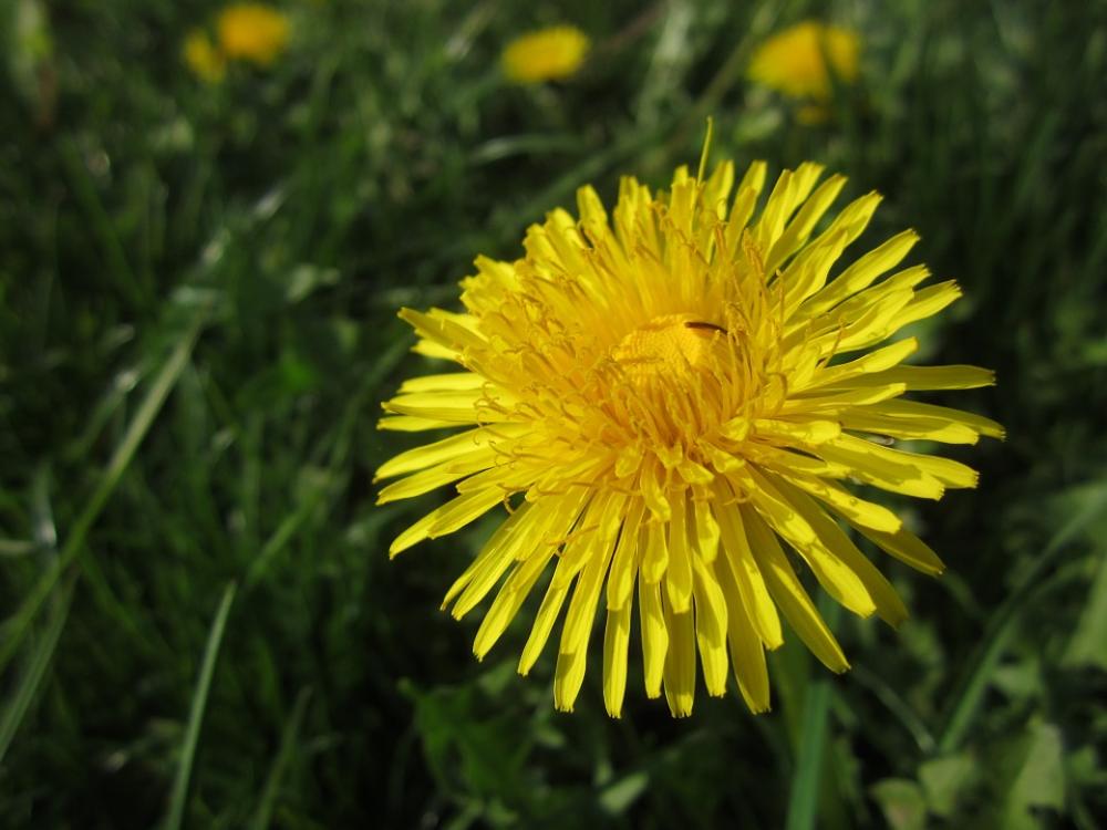 Dandelion Spring Flower Plant Yellow Dandelion Spring Flower Plant Yellow