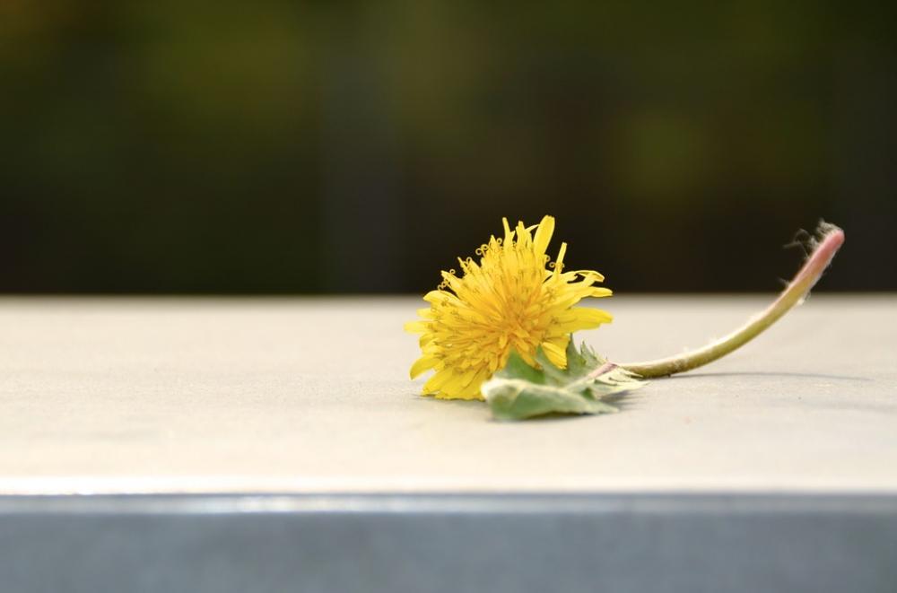 Dandelion Yellow Green Hundeblume Wall Dandelion Yellow Green Hundeblume Wall