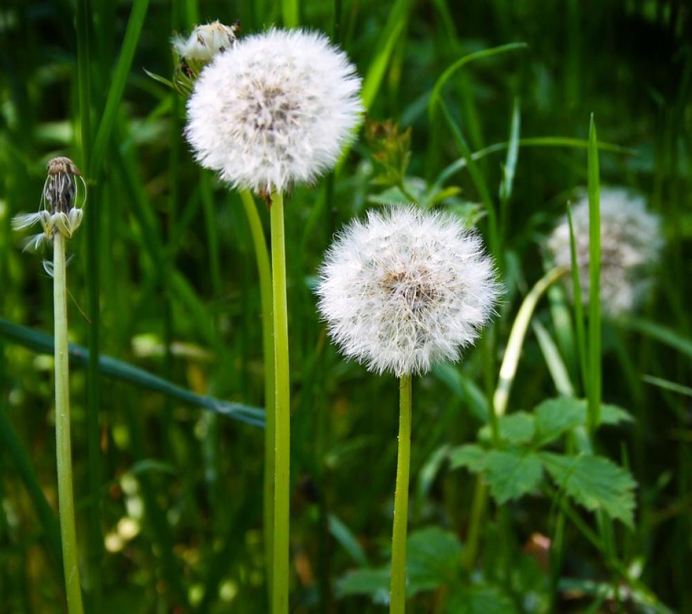 Dandelion Flower Nature Plant Spring Meadow Dandelion Flower Nature Plant Spring Meadow