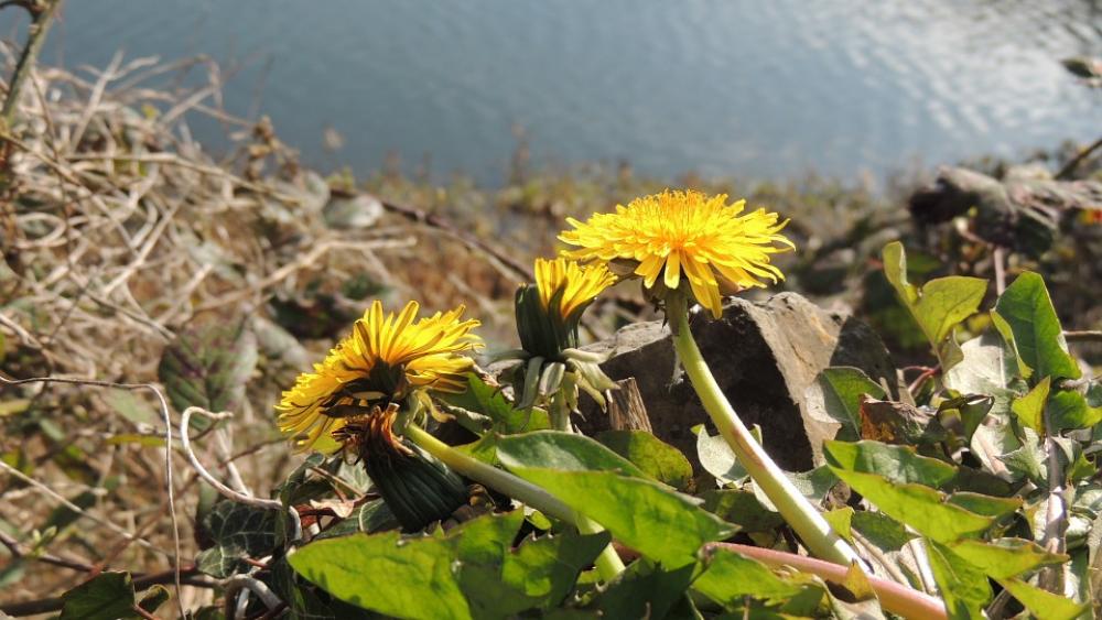 Dandelion Nature Close-Up Flower Yellow Dandelion Nature Close-Up Flower Yellow