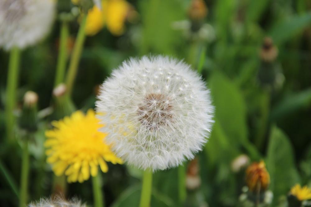 Dandelion Flower Faded Dandelion Fluff Dandelion Flower Faded Dandelion Fluff