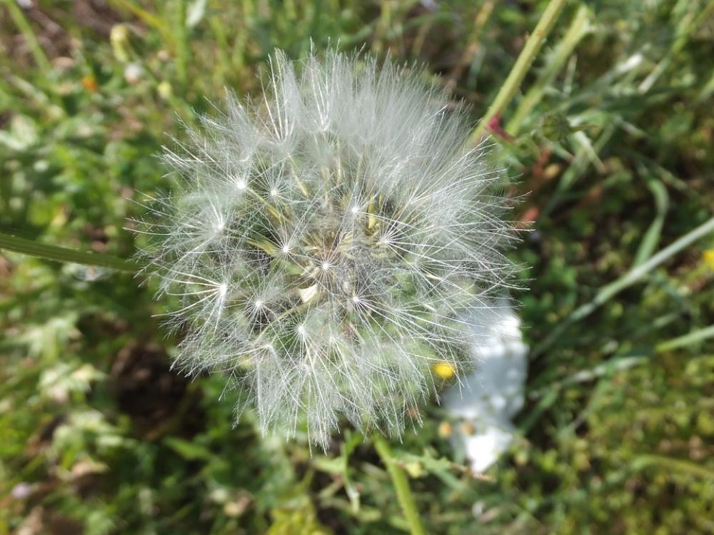 Dandelion Plant Light White Bow Dandelion Plant Light White Bow