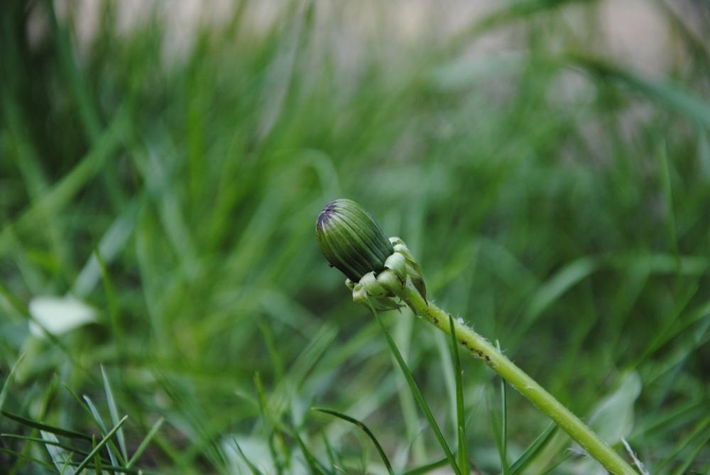 Dandelion Blossom Bloom Bud Plant Nature Flowers Dandelion Blossom Bloom Bud Plant Nature Flowers