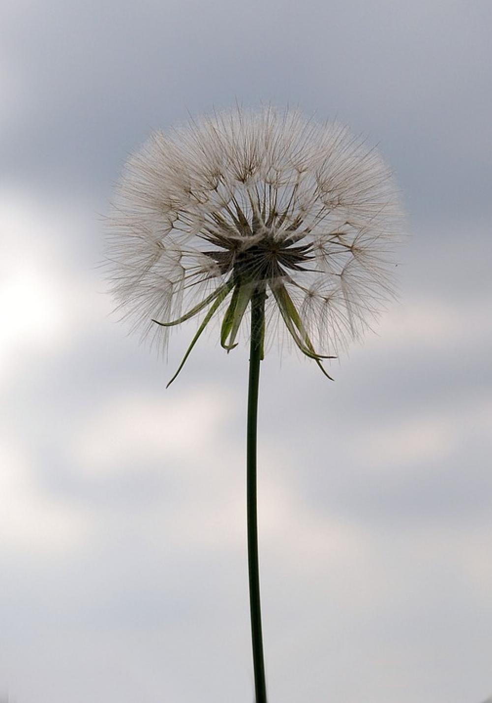 Dandelion Seeds Nature Weed Blow Detail Fluffy Dandelion Seeds Nature Weed Blow Detail Fluffy