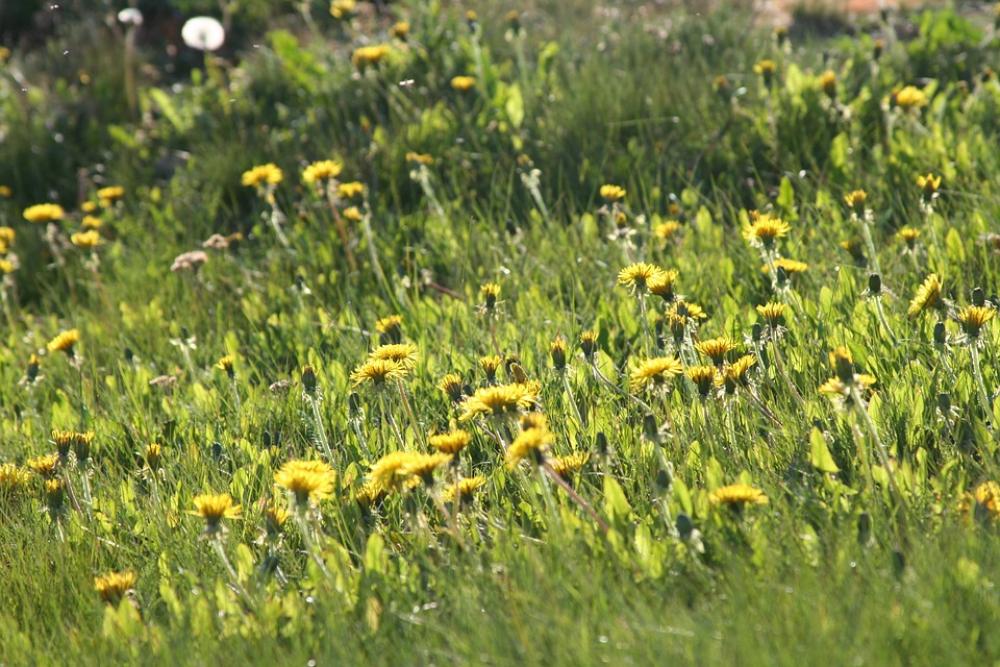 Dandelion Summer Sun Keto Yellow Flower Home Dandelion Summer Sun Keto Yellow Flower Home