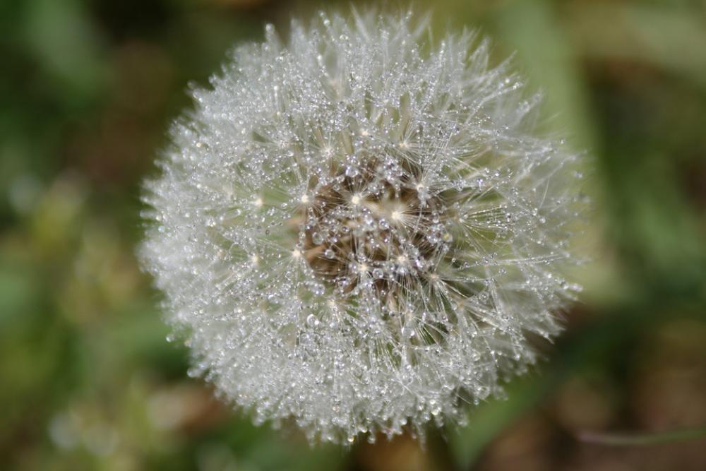 Dandelion Flower Grass Dandelion Flower Grass
