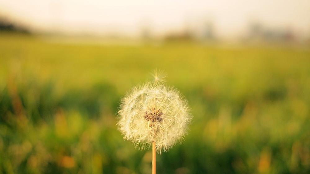 Dandelion Nature Flower Plant Macro Blossom Grass Dandelion Nature Flower Plant Macro Blossom Grass