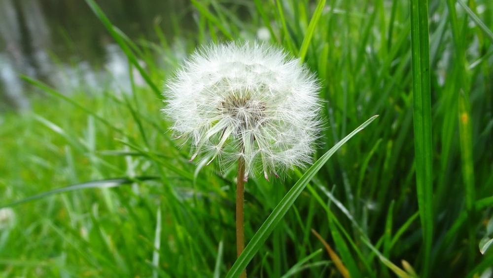 Dandelion Plant Grass Green Dandelion Plant Grass Green