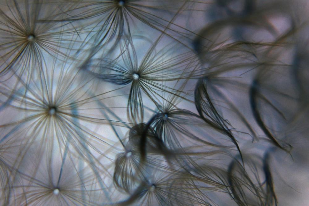 Dandelion Light Flowers Dandelion Light Flowers