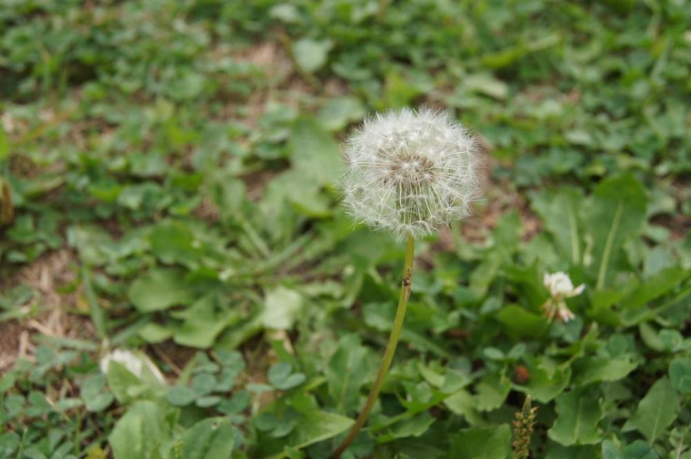 Dandelion Hotssi Spores Dandelion Hotssi Spores