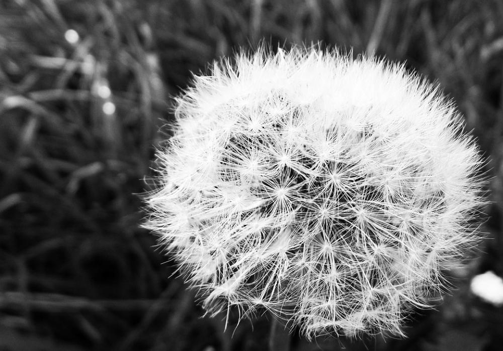 Dandelion Faded Fluff Dandelion Faded Fluff