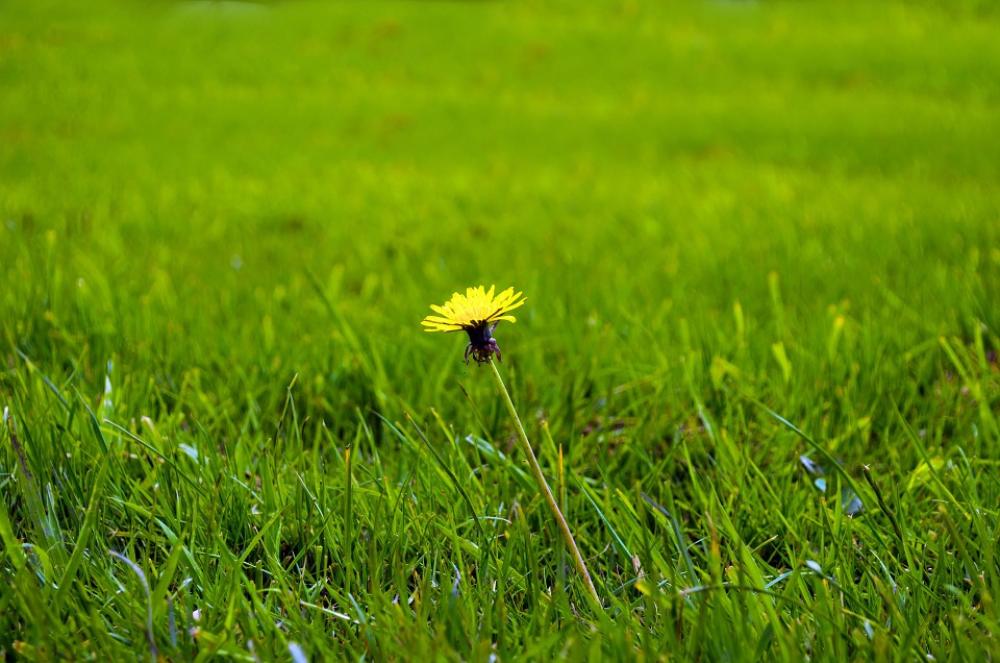 Dandelion Dandelions Grass Yellow Green Fluff Dandelion Dandelions Grass Yellow Green Fluff