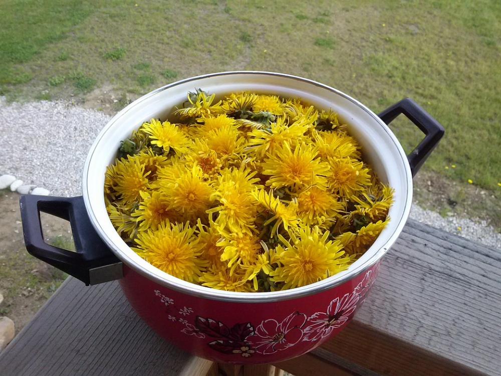 Dandelions Pot Yellow Dandelions Pot Yellow