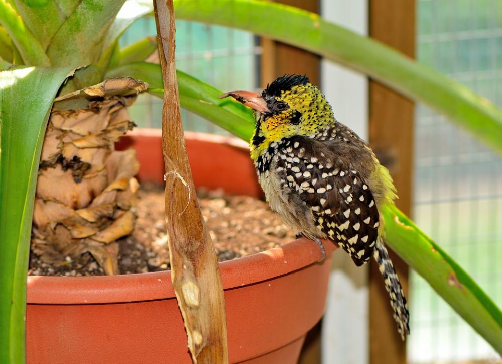 D'Arnaud'S Barbet Exotic Bird Nature Wildlife D'Arnaud'S Barbet Exotic Bird Nature Wildlife