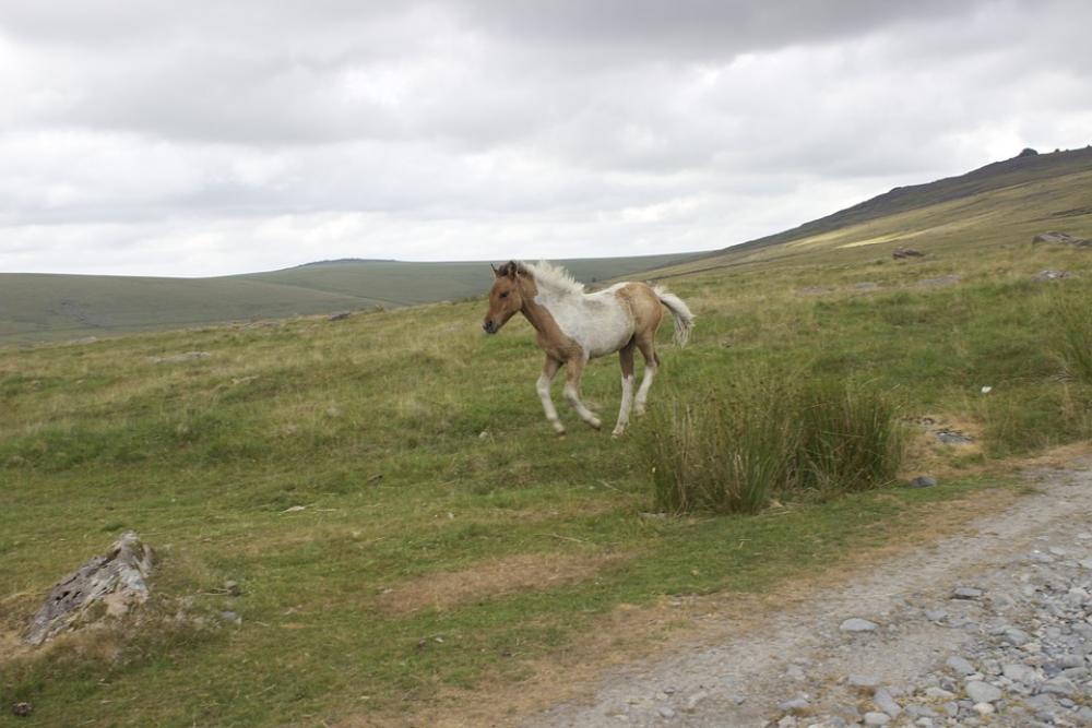 Dartmoor Pony Spotted Foal Wild Horse Baby Horse Dartmoor Pony Spotted Foal Wild Horse Baby Horse