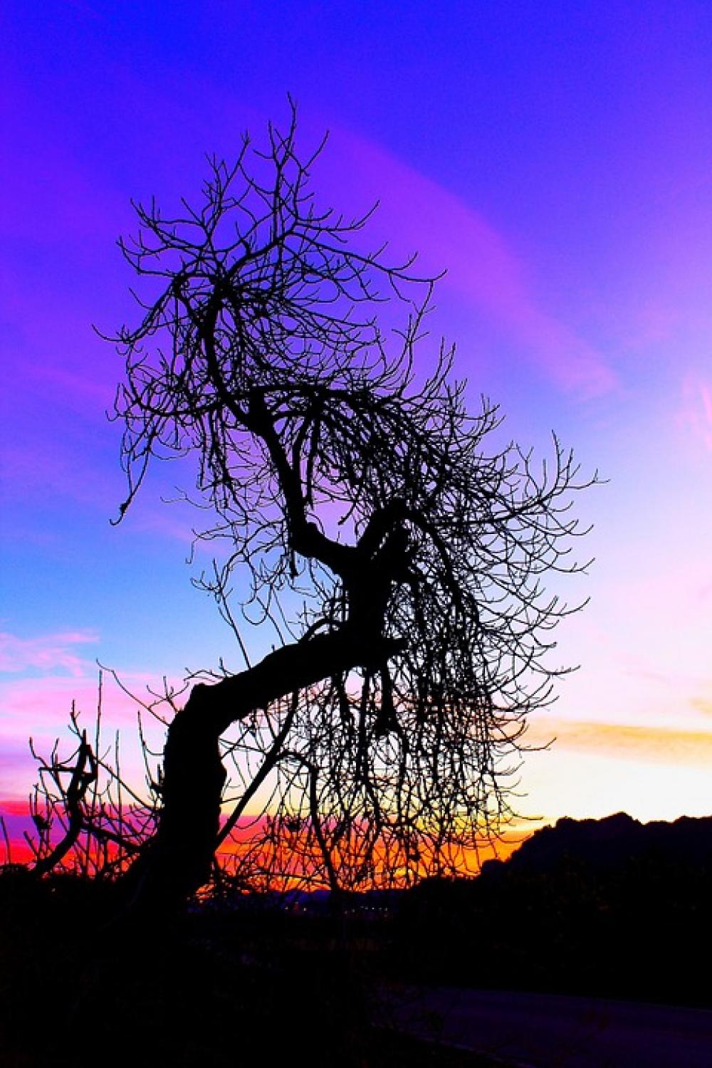 Dawn Shadow Blue Black Dark Sky Tree Branch Dawn Shadow Blue Black Dark Sky Tree Branch