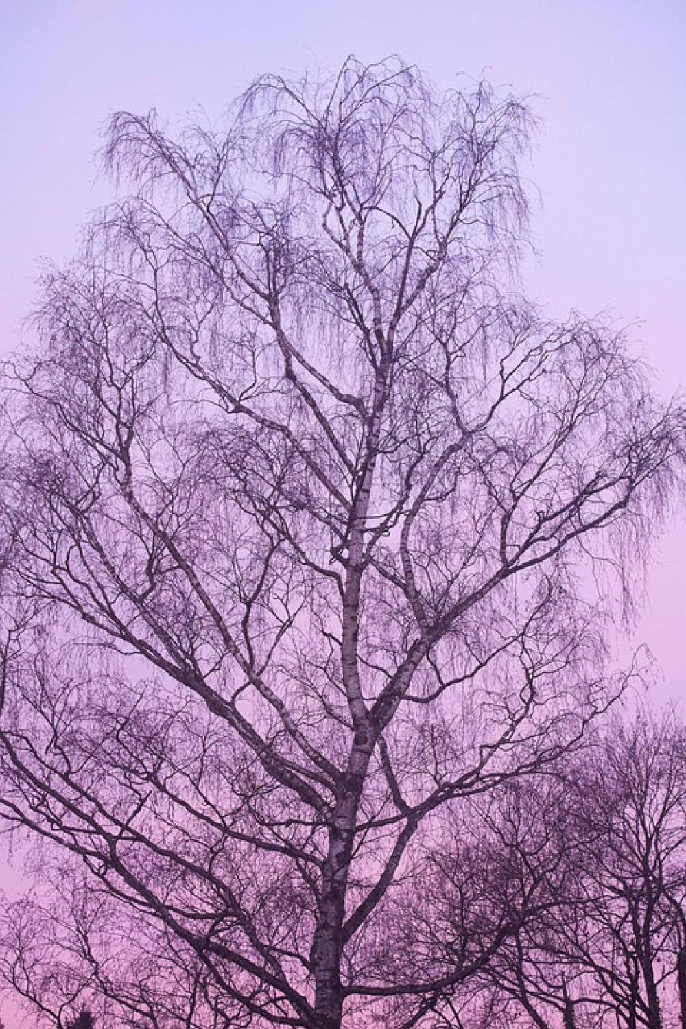 Dawn Birch Morning Morning Hour Feel Mood Dawn Birch Morning Morning Hour Feel Mood