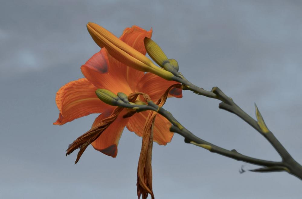 Daylily Blossom Bloom Plant Macro Flower Bloom Daylily Blossom Bloom Plant Macro Flower Bloom