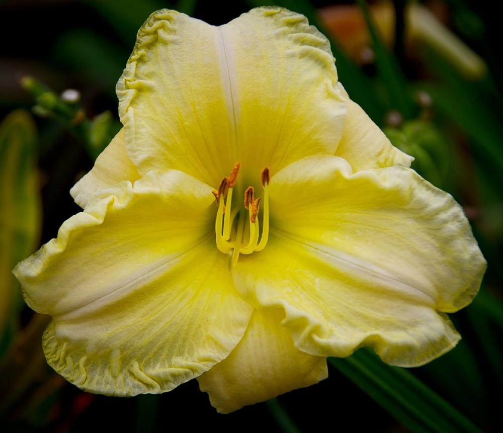 Daylily Lily Flower Cream Yellow Blooms Garden Daylily Lily Flower Cream Yellow Blooms Garden